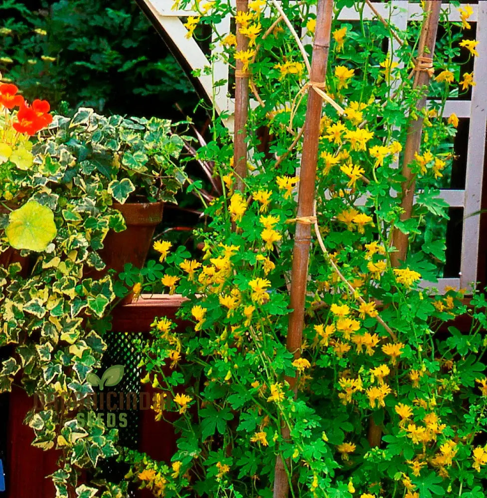 Canary Creeper (Tropaeolum Peregrinum) Seeds For Vibrant Blooms And Lush Greenery In Your Gardening