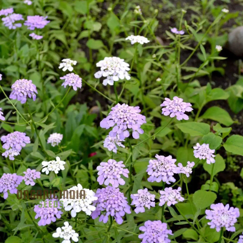 Candytuft Fairy Mixed Flower Seeds - Ideal For Vibrant Beds Gardening & Planting