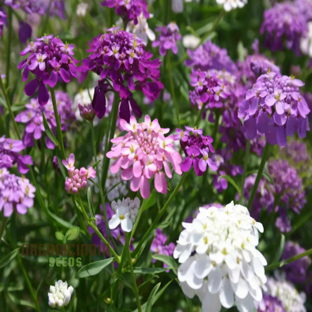 Candytuft Fairy Mixed Flower Seeds - Ideal For Vibrant Beds Gardening & Planting