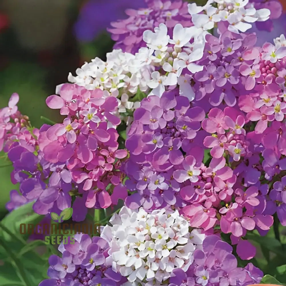 Candytuft Fairy Mixed Flower Seeds - Ideal For Vibrant Beds Gardening & Planting