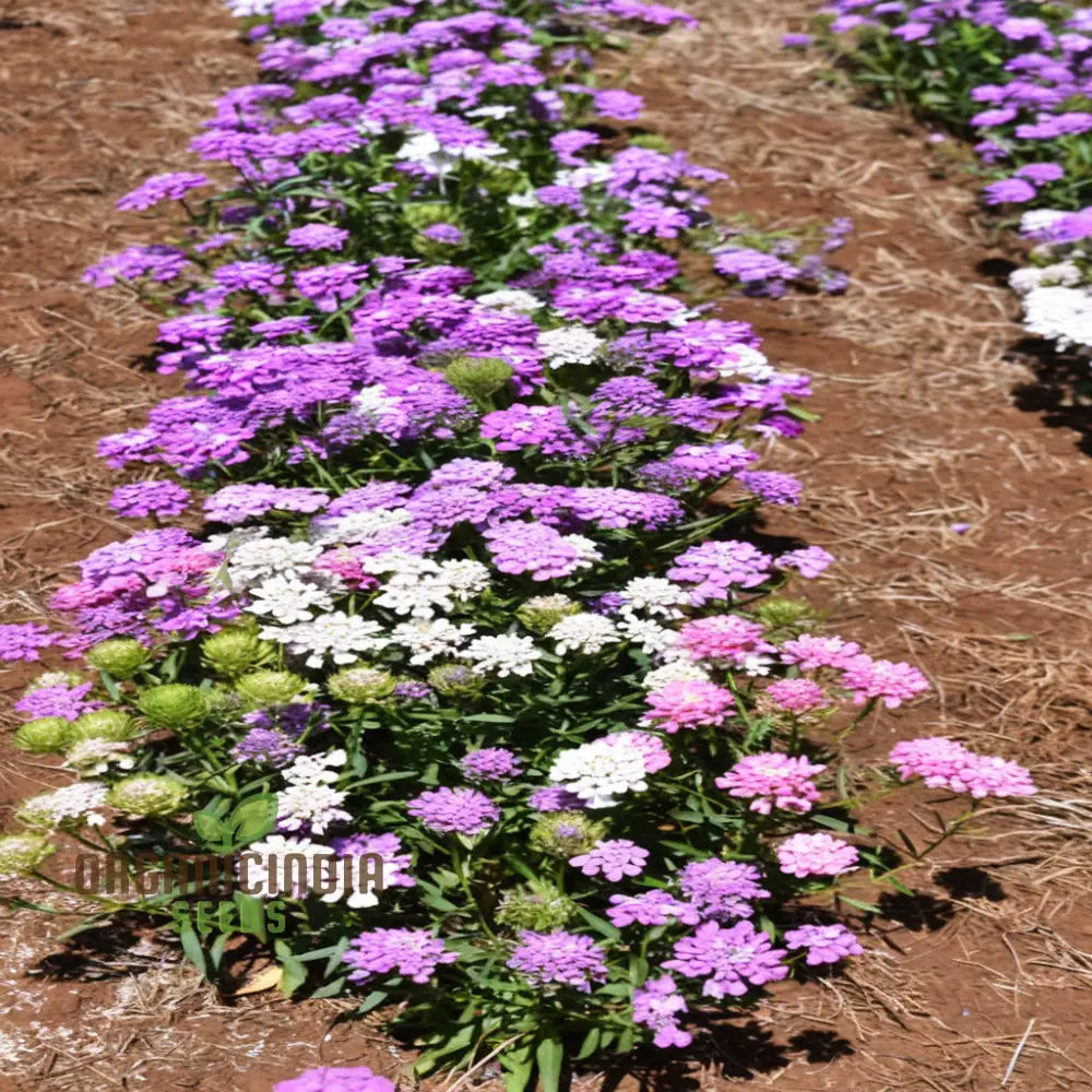 Candytuft Fairy Mixed Flower Seeds - Ideal For Vibrant Beds Gardening & Planting