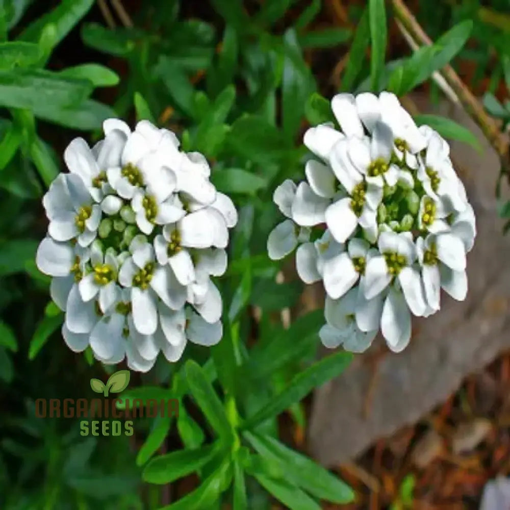 Candytuft - Iberis Amara White Flower Seeds For Planting Perfect For Garden Borders And Floral