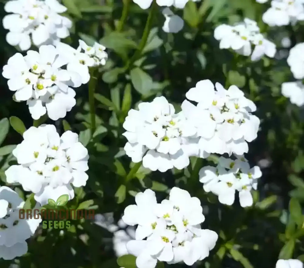 Candytuft - Iberis Amara White Flower Seeds For Planting Perfect For Garden Borders And Floral