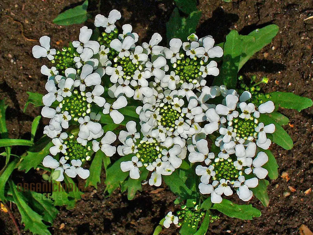 Candytuft - Iberis Amara White Flower Seeds For Planting Perfect For Garden Borders And Floral