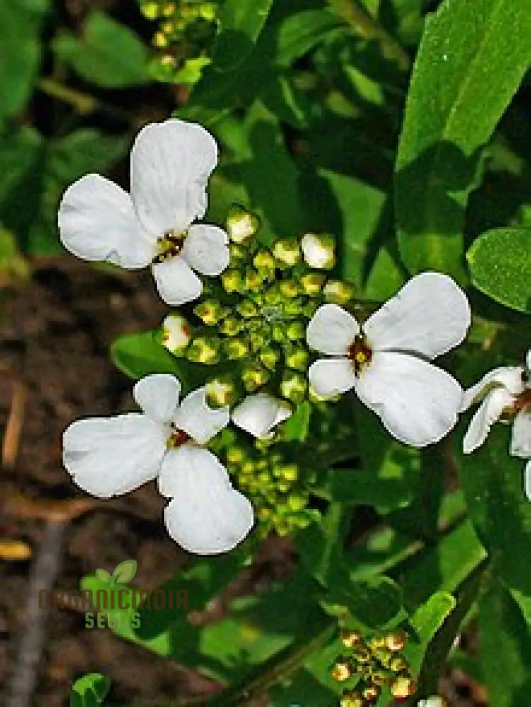 Candytuft - Iberis Amara White Flower Seeds For Planting Perfect For Garden Borders And Floral