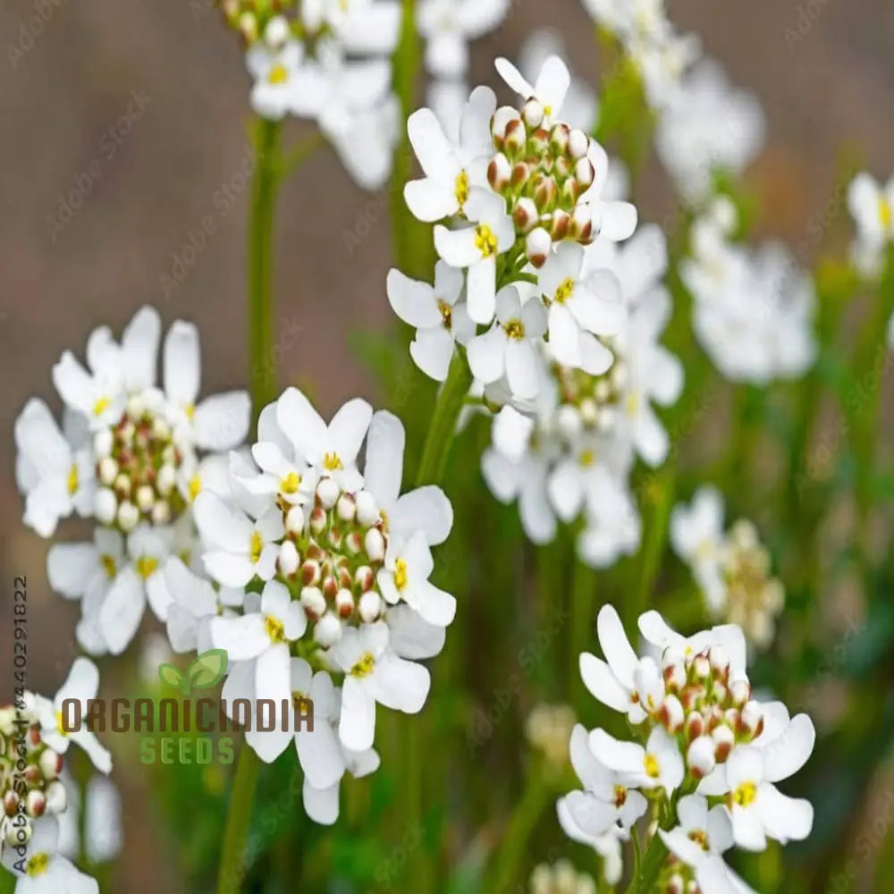 Candytuft White Flower Seeds Easy To Grow Perennial Blooms Ideal For Borders And Gardens Seeds