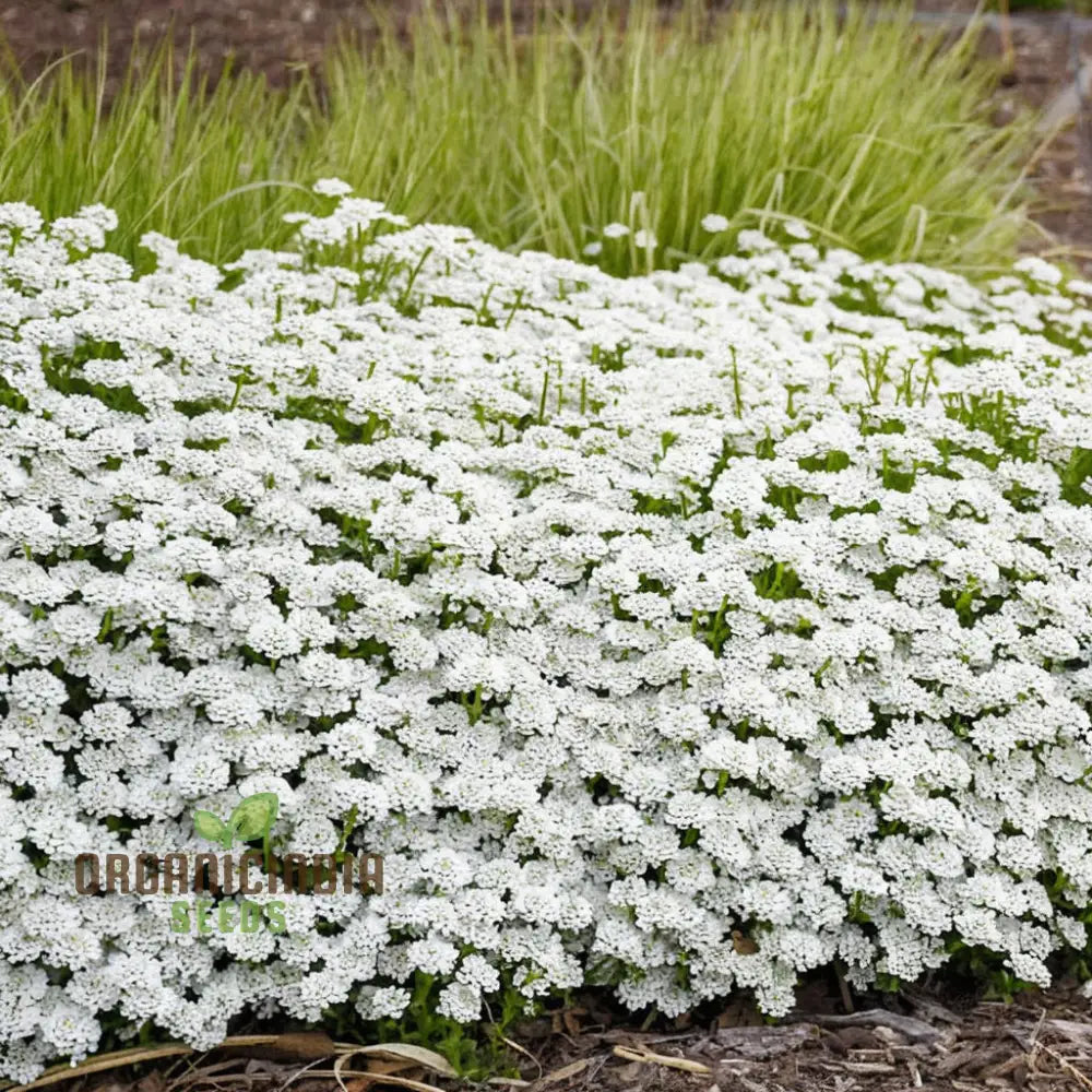 Candytuft White Flower Seeds Easy To Grow Perennial Blooms Ideal For Borders And Gardens Seeds