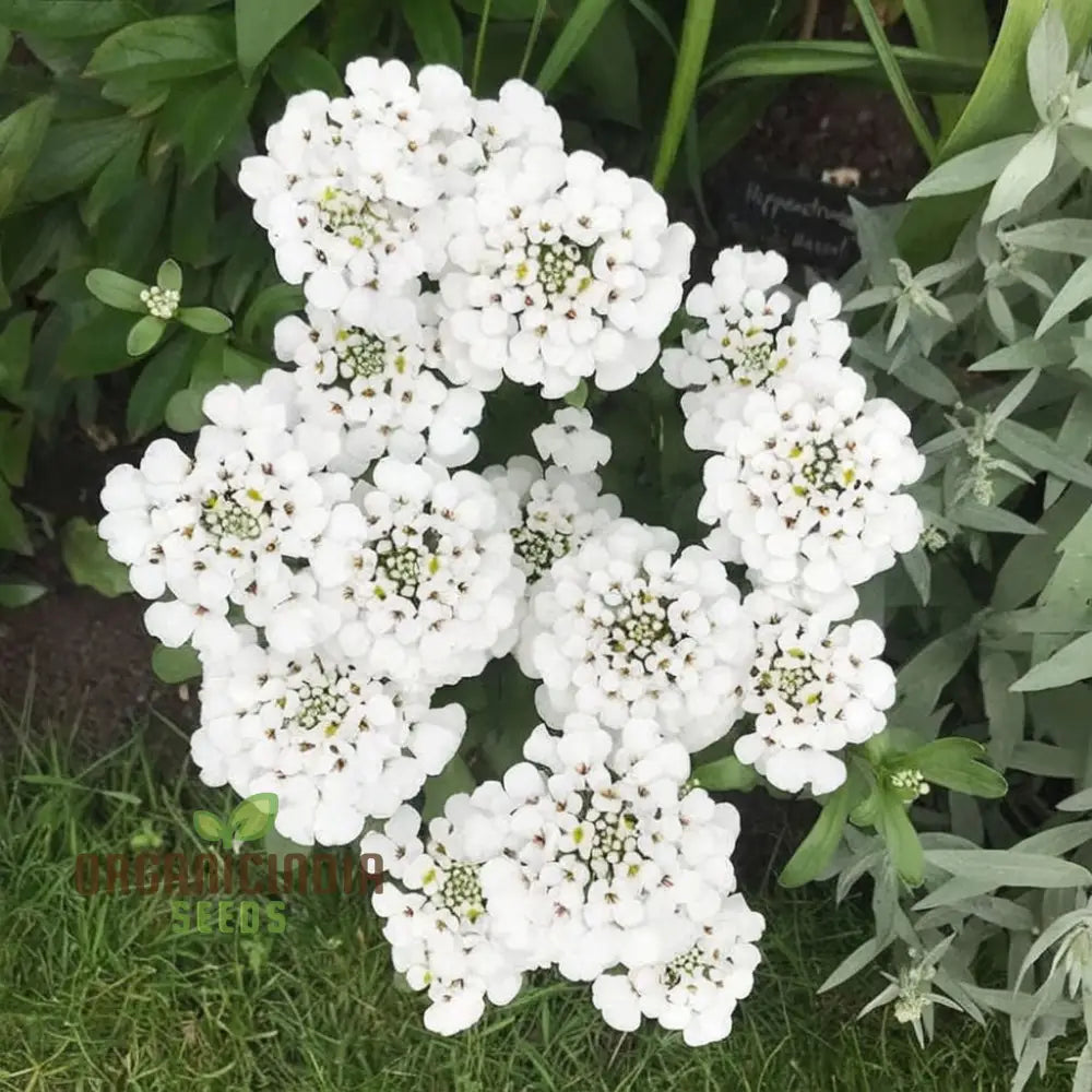 Candytuft White Flower Seeds Easy To Grow Perennial Blooms Ideal For Borders And Gardens Seeds