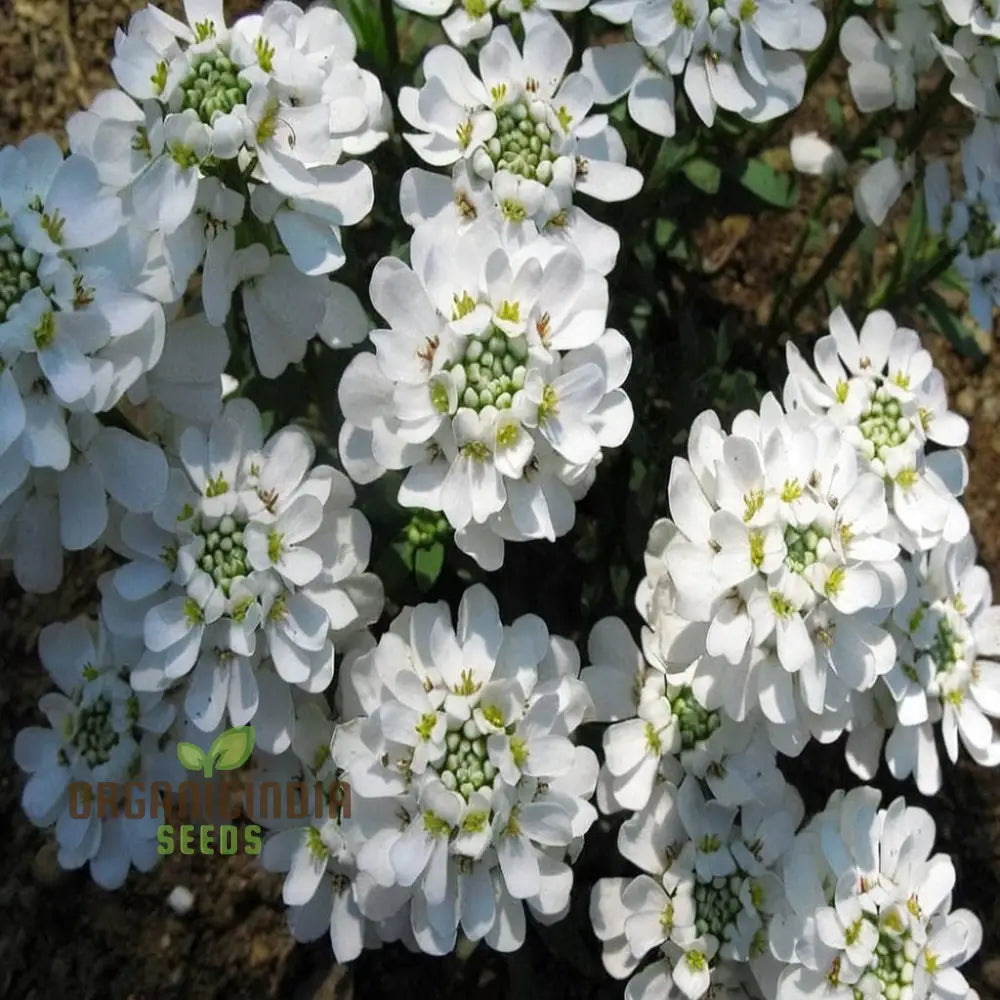 Candytuft White Flower Seeds Easy To Grow Perennial Blooms Ideal For Borders And Gardens Seeds