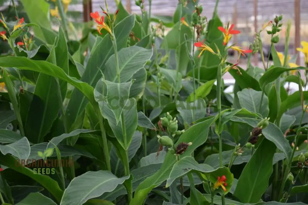 Canna Brasiliensis Seeds For Planting: Exquisite Gardening Delights For Your Botanical Sanctuary