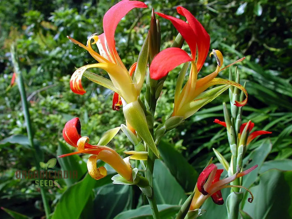 Canna Brasiliensis Seeds For Planting: Exquisite Gardening Delights For Your Botanical Sanctuary