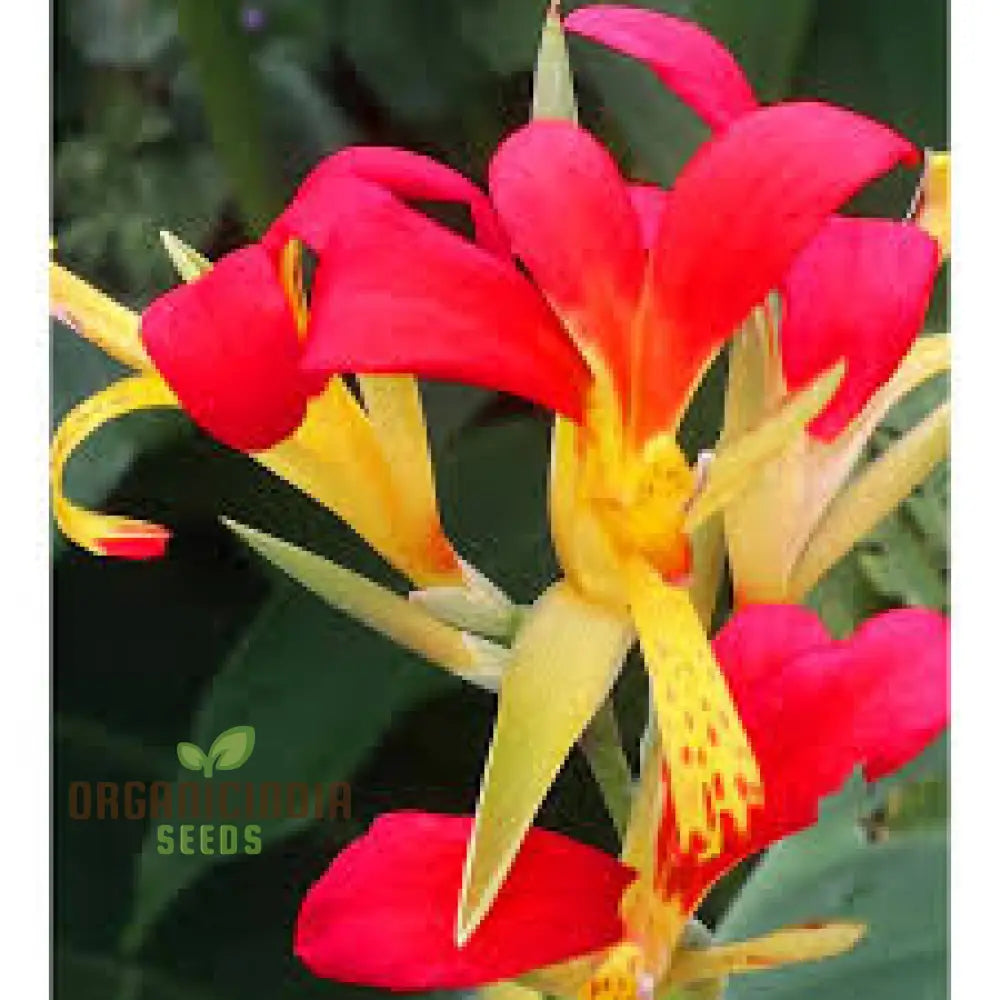 Canna Brasiliensis Seeds For Planting: Exquisite Gardening Delights For Your Botanical Sanctuary