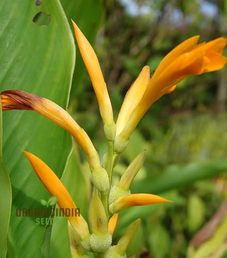 Canna Jaegeriana Seeds For Planting: The Ultimate Guide To Growing Vibrant And Exotic Blooms