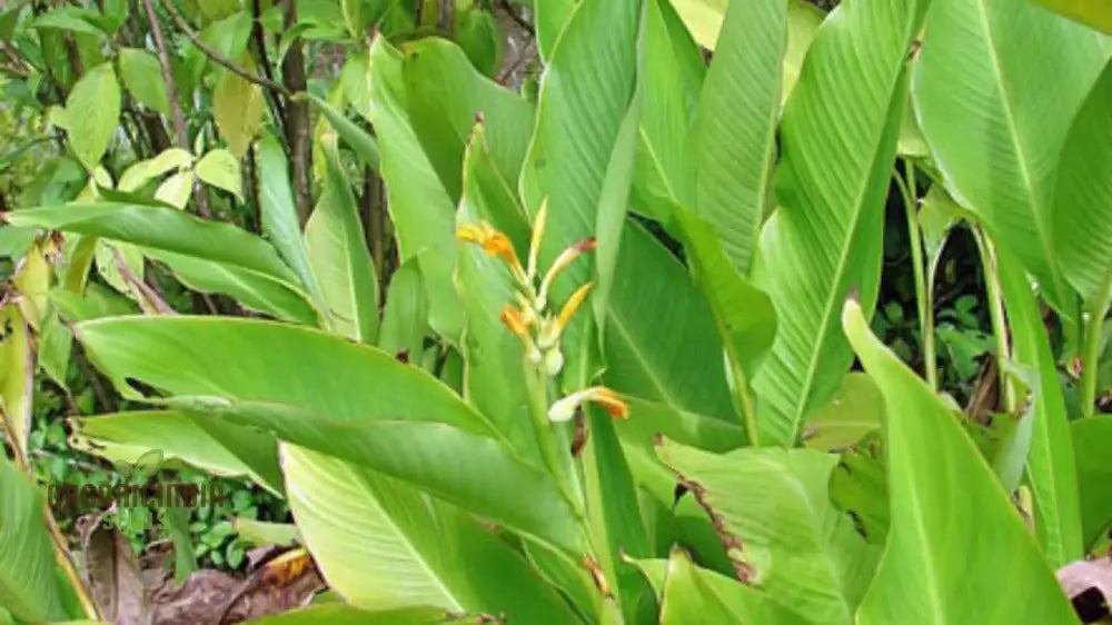 Canna Jaegeriana Seeds For Planting: The Ultimate Guide To Growing Vibrant And Exotic Blooms