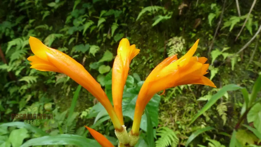 Canna Jaegeriana Seeds For Planting: The Ultimate Guide To Growing Vibrant And Exotic Blooms