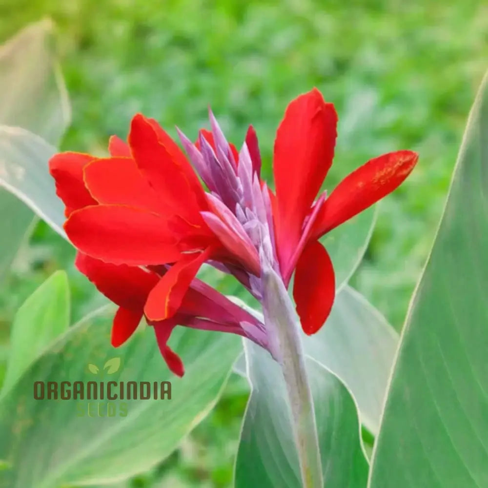 Canna Lily Bulbs - The President Red Rhizomes/Bulbs/Roots (3 For Planting)