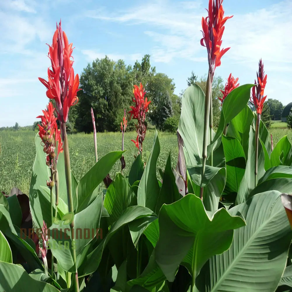 Canna Lily Bulbs - The President Red Rhizomes/Bulbs/Roots (3 For Planting)