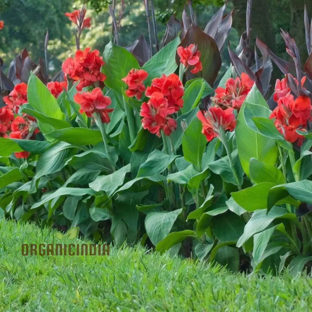 Canna Lily Bulbs - The President Red Rhizomes/Bulbs/Roots (3 For Planting)