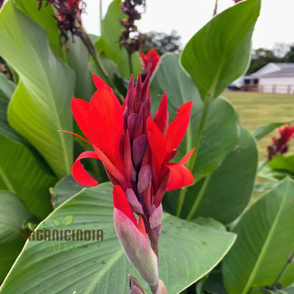 Canna Lily Bulbs - The President Red Rhizomes/Bulbs/Roots (3 For Planting)