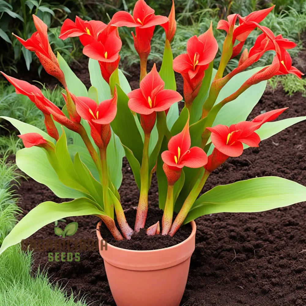 Canna Lily Bulbs - The President Red Rhizomes/Bulbs/Roots (3 For Planting)