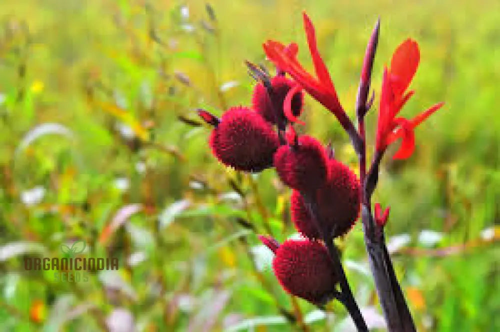 Canna Tuerckheimii Seeds For Planting: A Gardener’s Dream For Vibrant Blooms And Lush Foliage