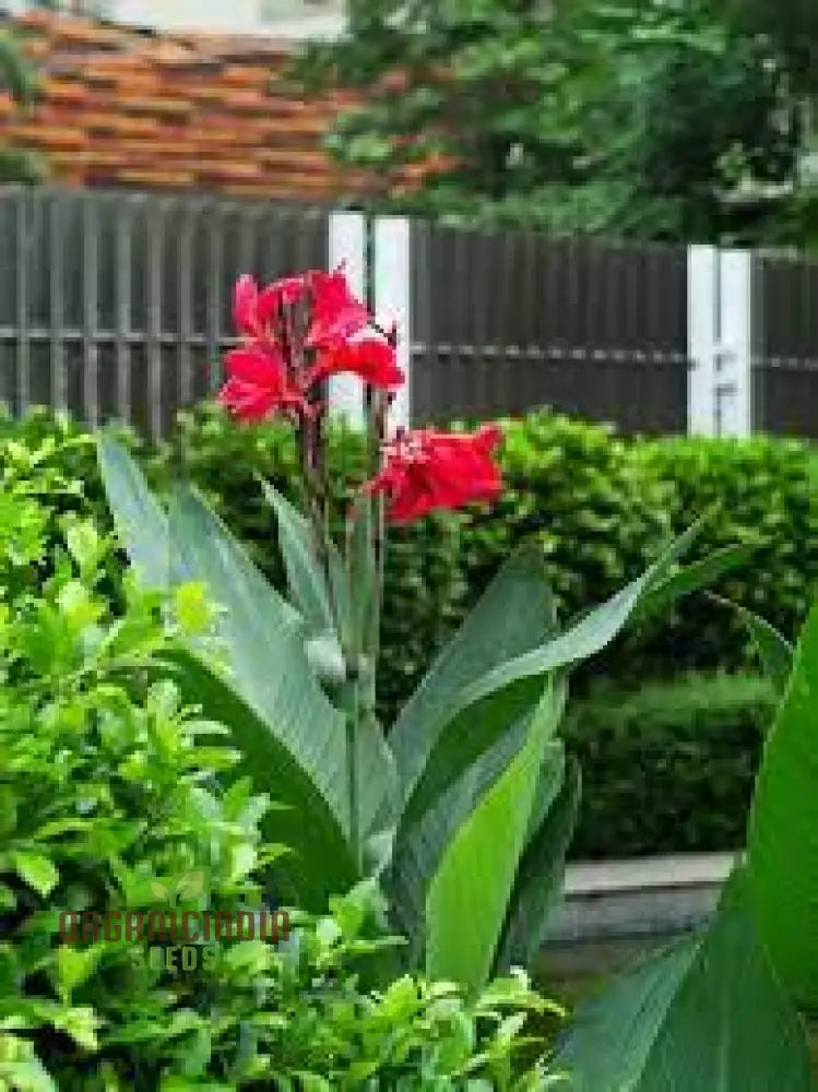 Canna Tuerckheimii Seeds For Planting: A Gardener’s Dream For Vibrant Blooms And Lush Foliage