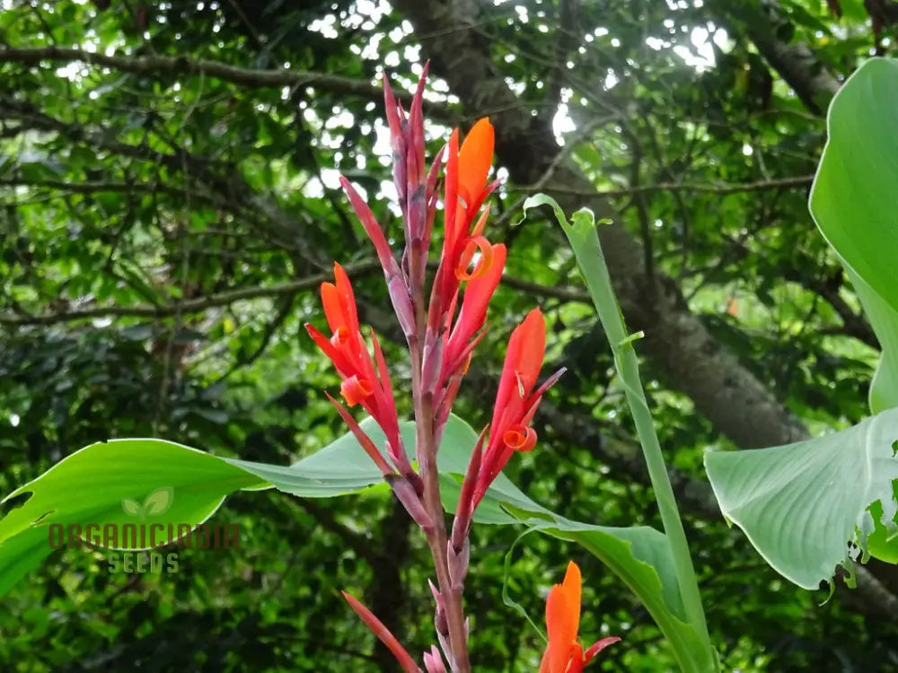 Canna Tuerckheimii Seeds For Planting: A Gardener’s Dream For Vibrant Blooms And Lush Foliage