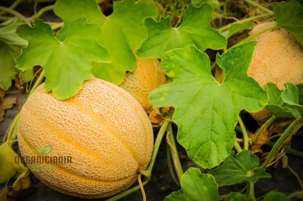 Cantaloupe Honeyrock Vegetable Seeds For Expert Gardeners | High-Yield Flavorful Melons Non-Gmo