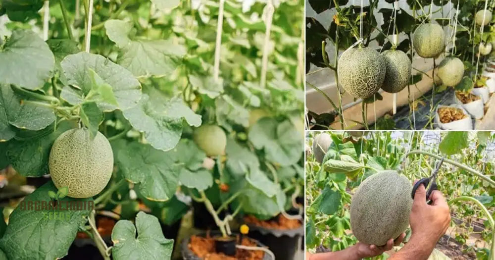 Cantaloupe Honeyrock Vegetable Seeds For Expert Gardeners | High-Yield Flavorful Melons Non-Gmo