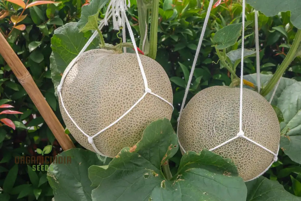 Cantaloupe Honeyrock Vegetable Seeds For Expert Gardeners | High-Yield Flavorful Melons Non-Gmo