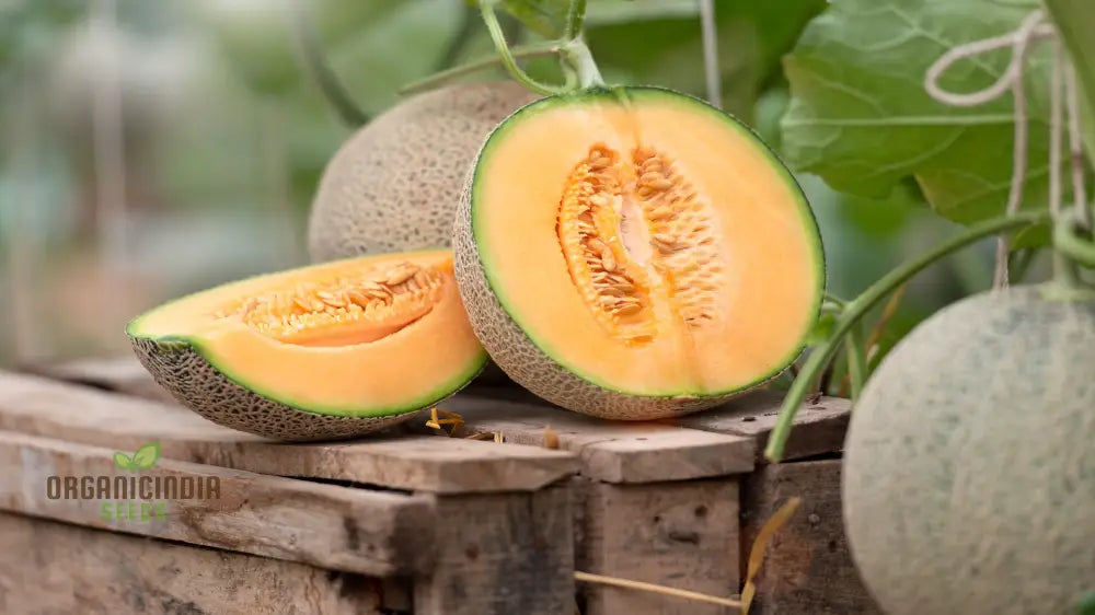 Cantaloupe Melon Seeds For Vibrant Gardening Success