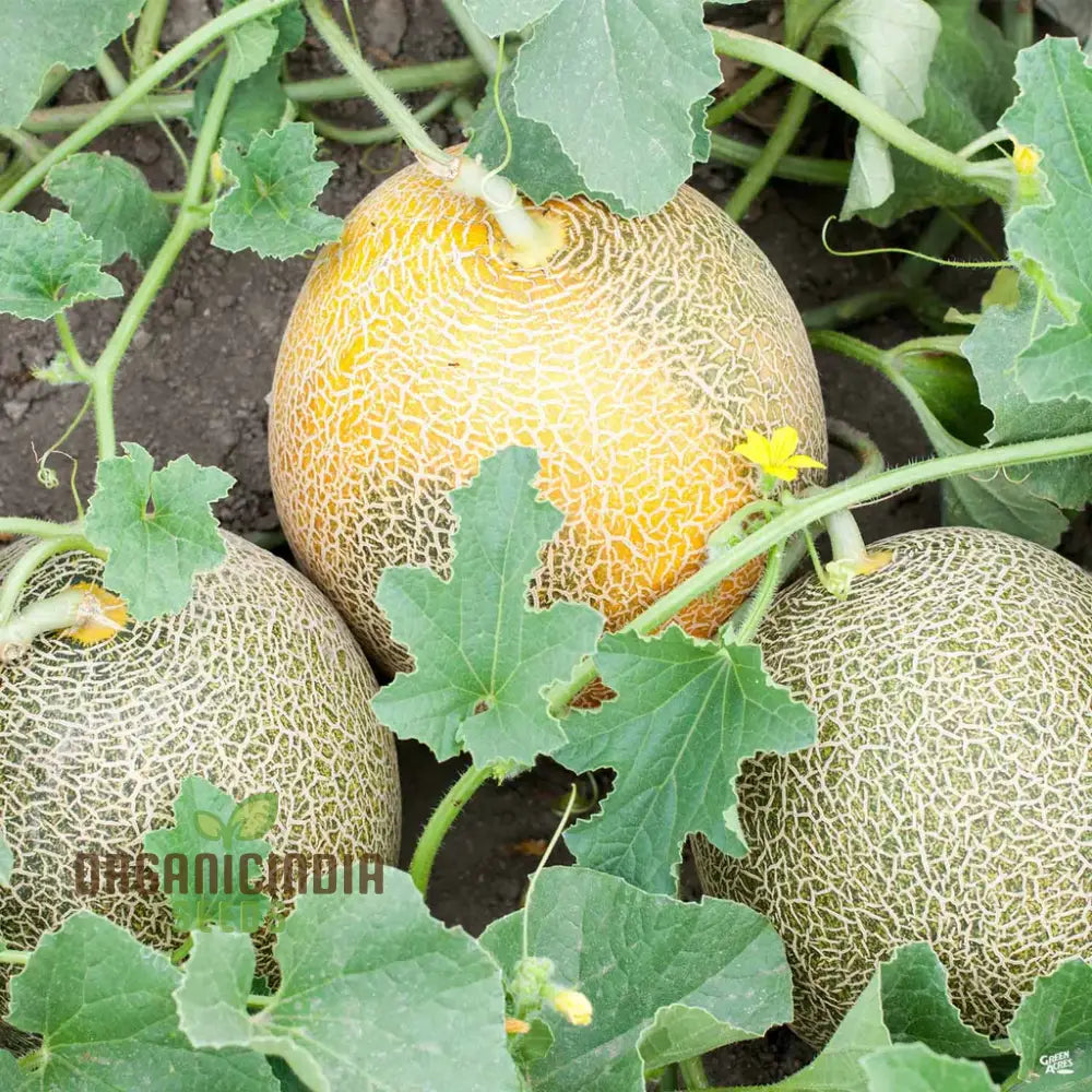 Cantaloupe Melon Seeds For Vibrant Gardening Success