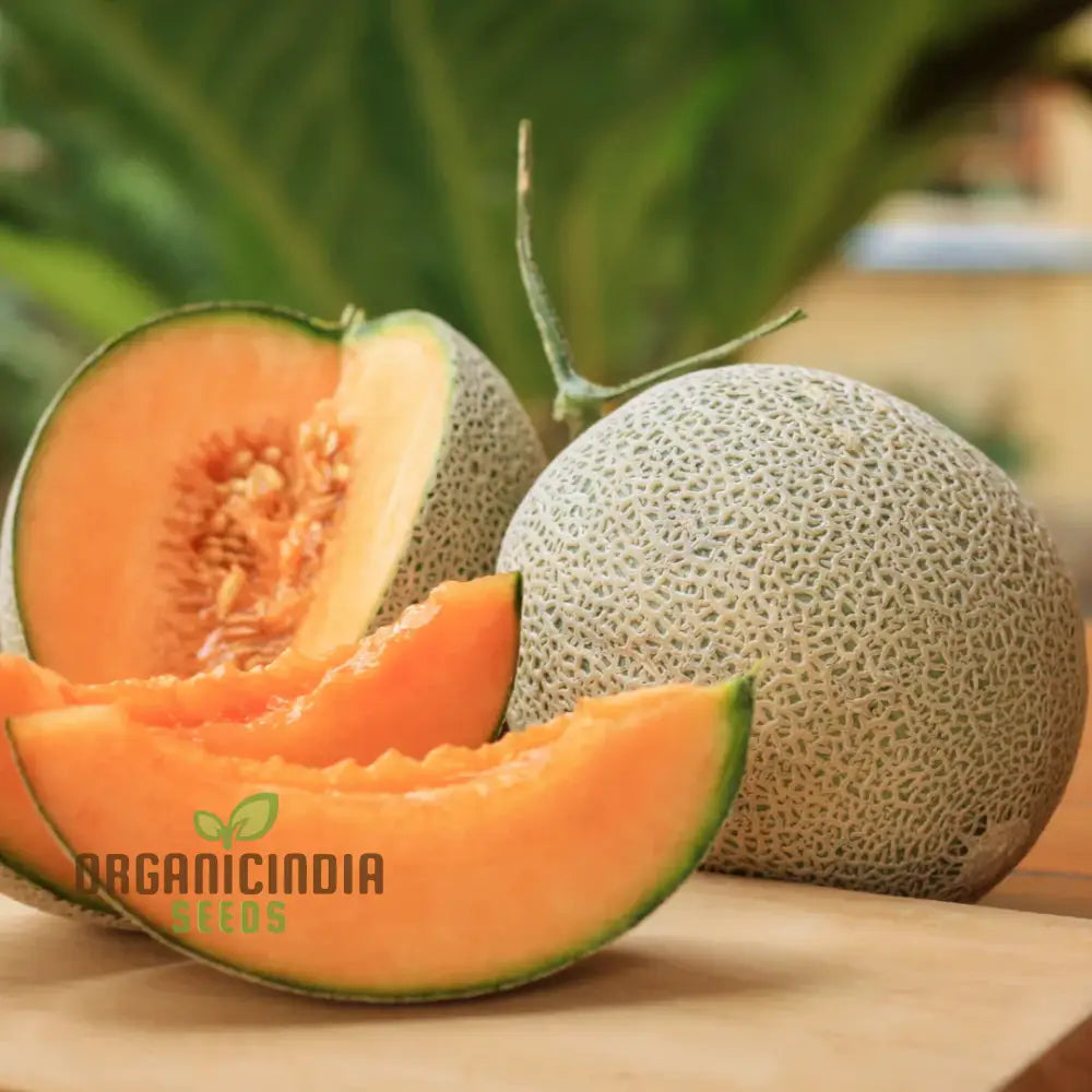 Cantaloupe Melon Seeds For Vibrant Gardening Success