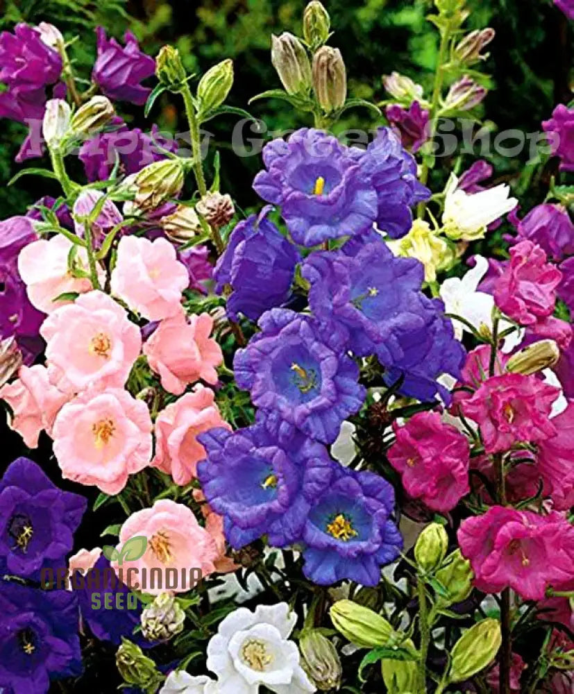 Canterbury Bells Calycanthema Mixed Seeds For Planting Grow A Stunning Array Of Vibrant Bell-Shaped