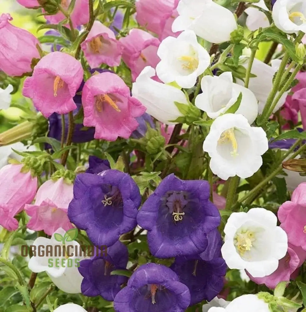 Canterbury Bells Calycanthema Mixed Seeds For Planting Grow A Stunning Array Of Vibrant Bell-Shaped