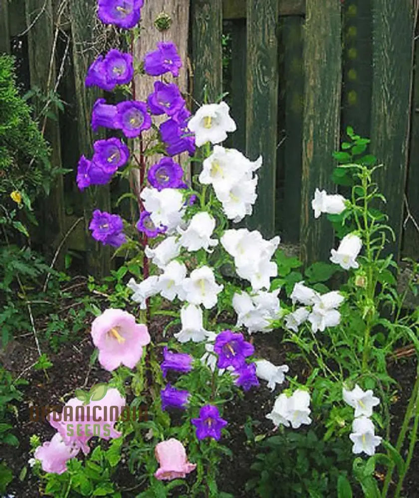 Canterbury Bells Calycanthema Mixed Seeds For Planting Grow A Stunning Array Of Vibrant Bell-Shaped