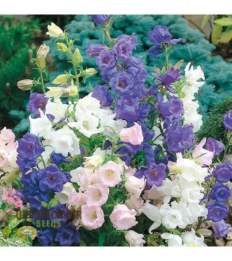 Canterbury Bells Calycanthema Mixed Seeds For Planting Grow A Stunning Array Of Vibrant Bell-Shaped