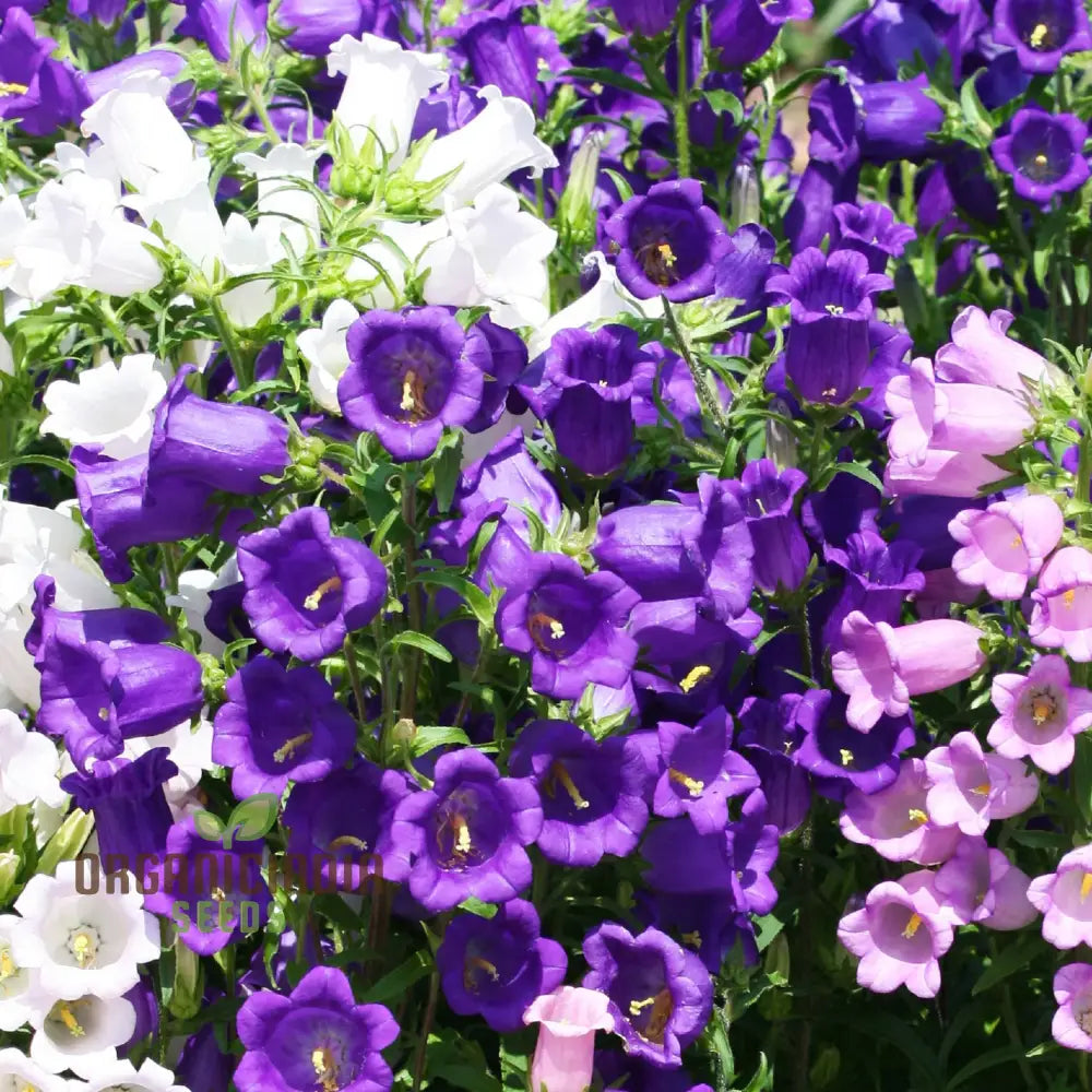 Canterbury Bells Calycanthema Mixed Seeds For Planting Grow A Stunning Array Of Vibrant Bell-Shaped