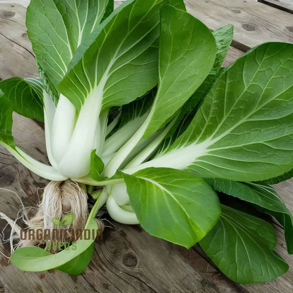 Canton Bok Choy(Pak Choi) Vegetable Seeds For Planting Ideal Gardening Enthusiasts - High-Quality