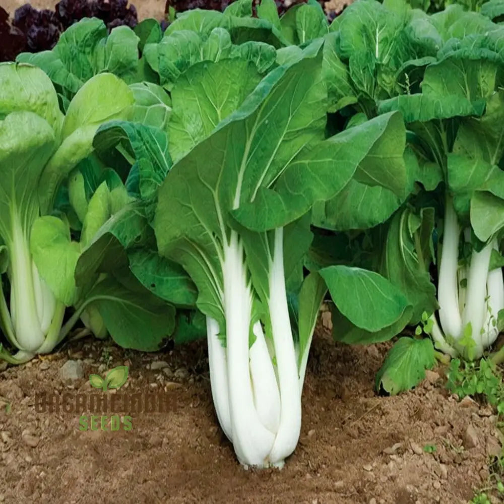 Canton Bok Choy(Pak Choi) Vegetable Seeds For Planting Ideal Gardening Enthusiasts - High-Quality