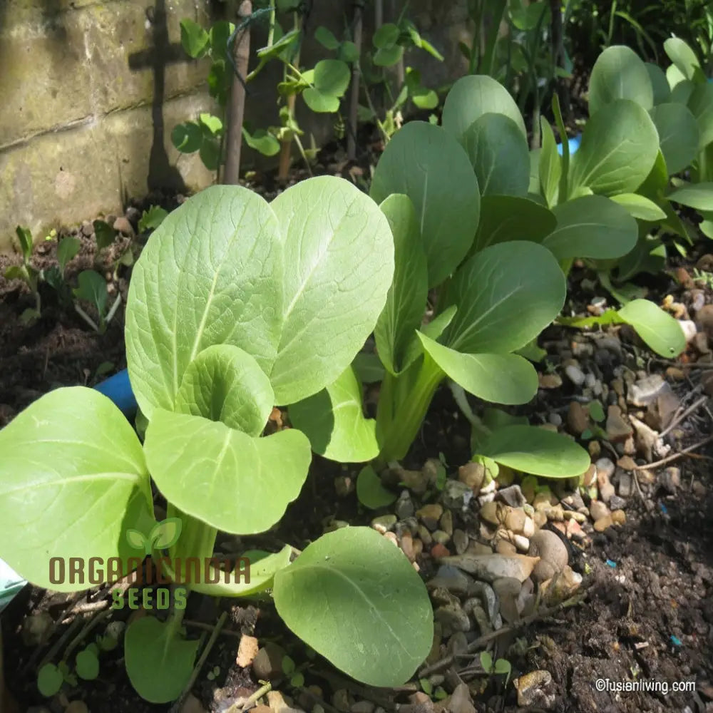 Canton Bok Choy(Pak Choi) Vegetable Seeds For Planting Ideal Gardening Enthusiasts - High-Quality