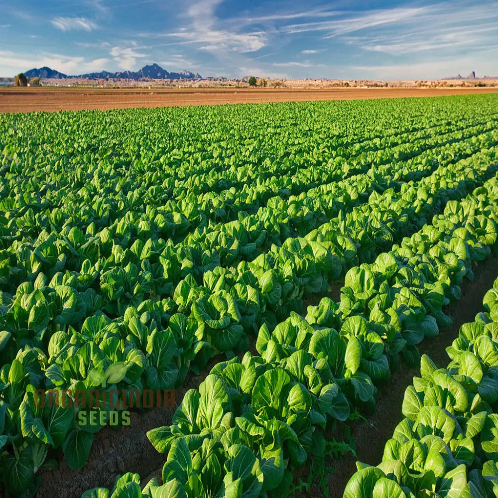 Canton Bok Choy(Pak Choi) Vegetable Seeds For Planting Ideal Gardening Enthusiasts - High-Quality