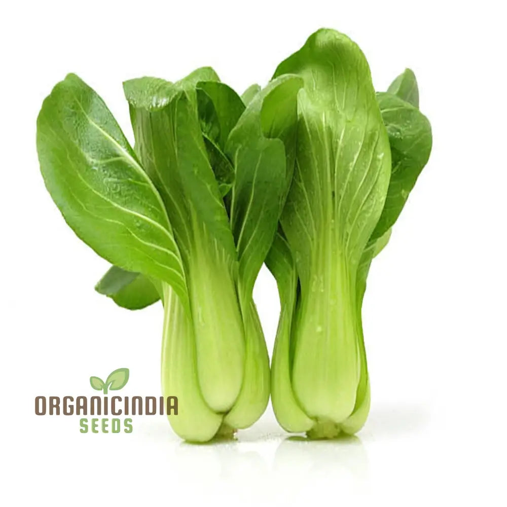 Canton Bok Choy(Pak Choi) Vegetable Seeds For Planting Ideal Gardening Enthusiasts - High-Quality