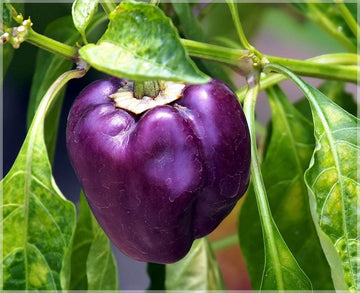 Capsicum Purple-Gemüsesamen zum Anpflanzen, Züchten Sie leuchtend violette Paprika