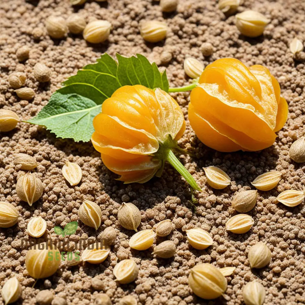 Cape Gooseberry Fruit Seeds - Premium Quality For Exotic Golden Berries Flower Seeds