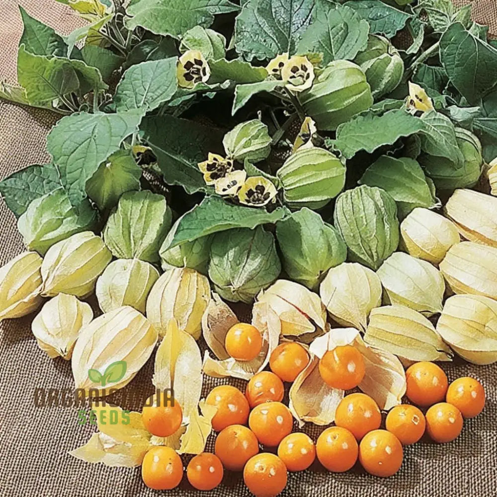 Cape Gooseberry Fruit Seeds - Premium Quality For Exotic Golden Berries Flower Seeds