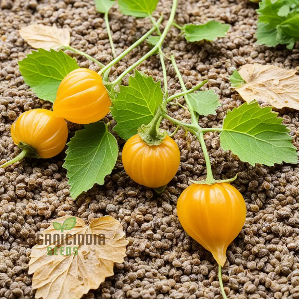 Cape Gooseberry Fruit Seeds - Premium Quality For Exotic Golden Berries Flower Seeds