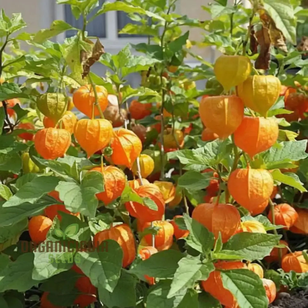 Cape Gooseberry Fruit Seeds - Premium Quality For Exotic Golden Berries Flower Seeds