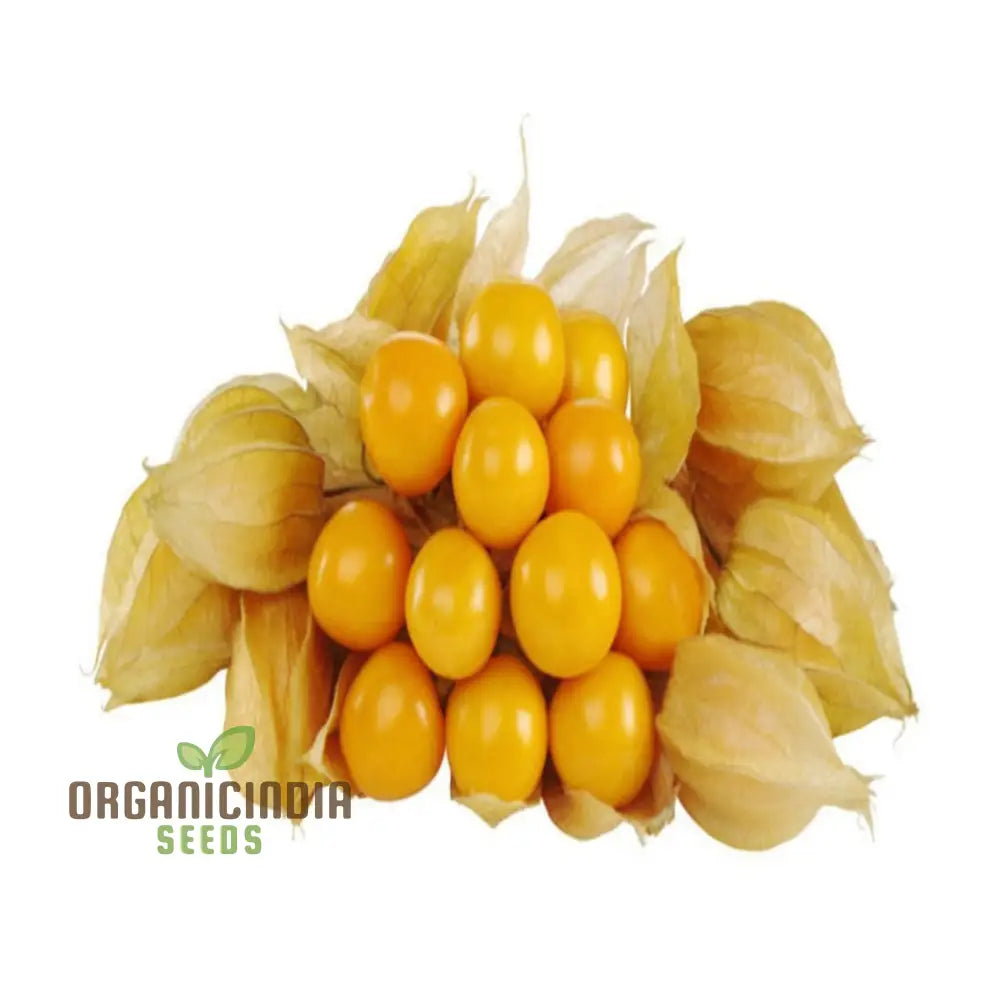 Cape Gooseberry Fruit Seeds - Premium Quality For Exotic Golden Berries Flower Seeds