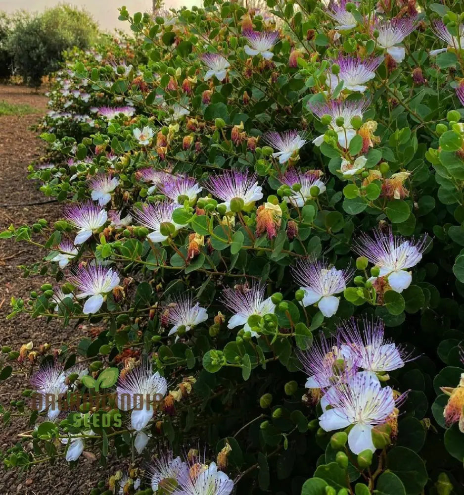 Capparis Spinosa Seeds For Gardening: Cultivate And Grow Your Own Capers With These Premium Quality